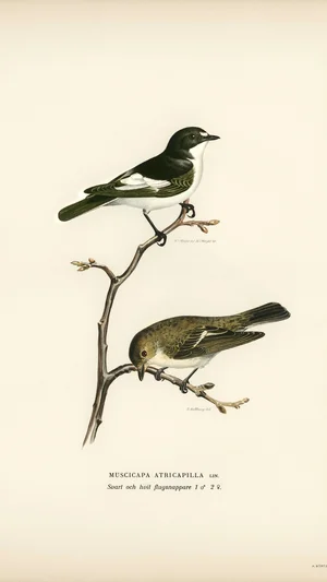 European Pied Flycatchers (Muscicapa atricapilla)