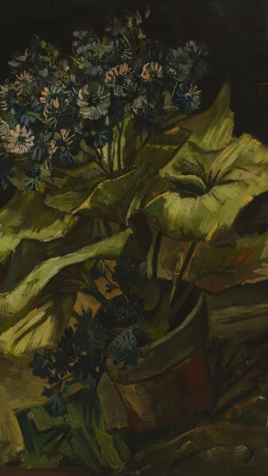 Cineraria