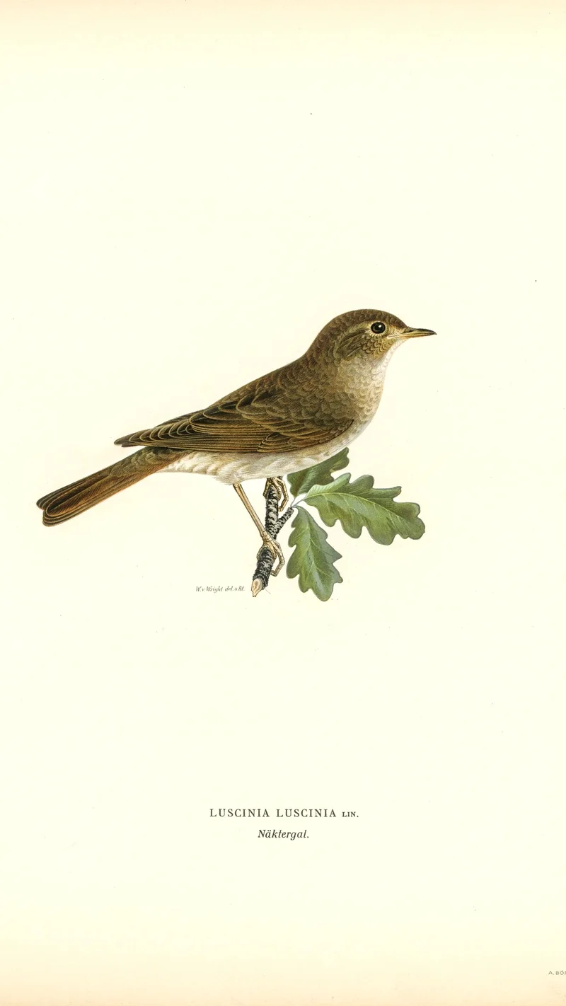 Wihelm Wright — Nightingale (Luscinia luscinia)