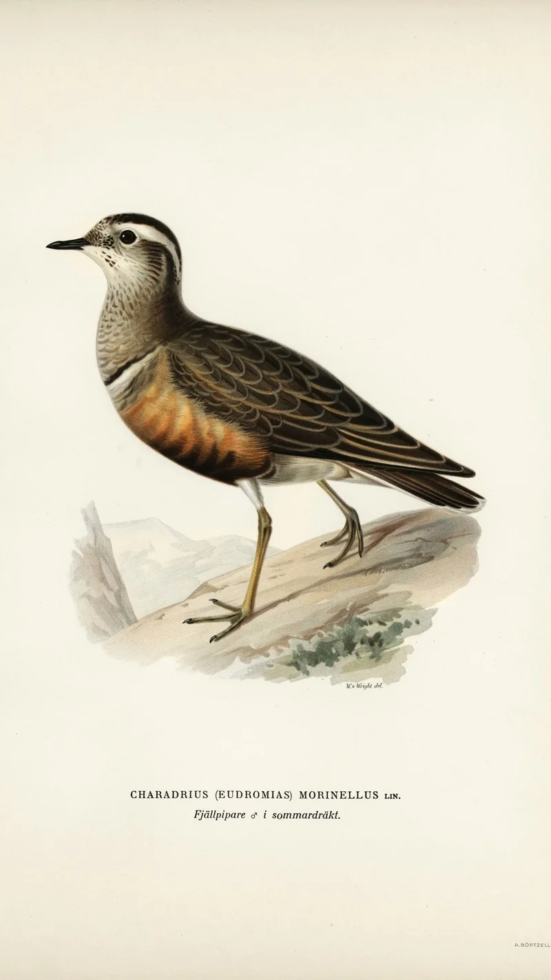 Wihelm Wright — Dotterel (Charadrius morinellus)