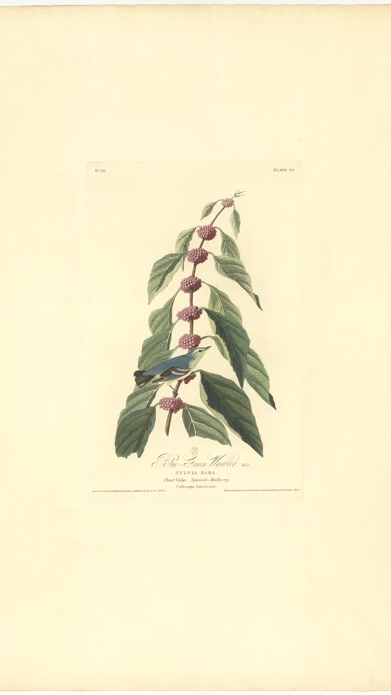 John James Audubon — Blue-Green Warbler (Sylvia Rara) on a Spanish Mulberry (Callicarpa Americana) Branch