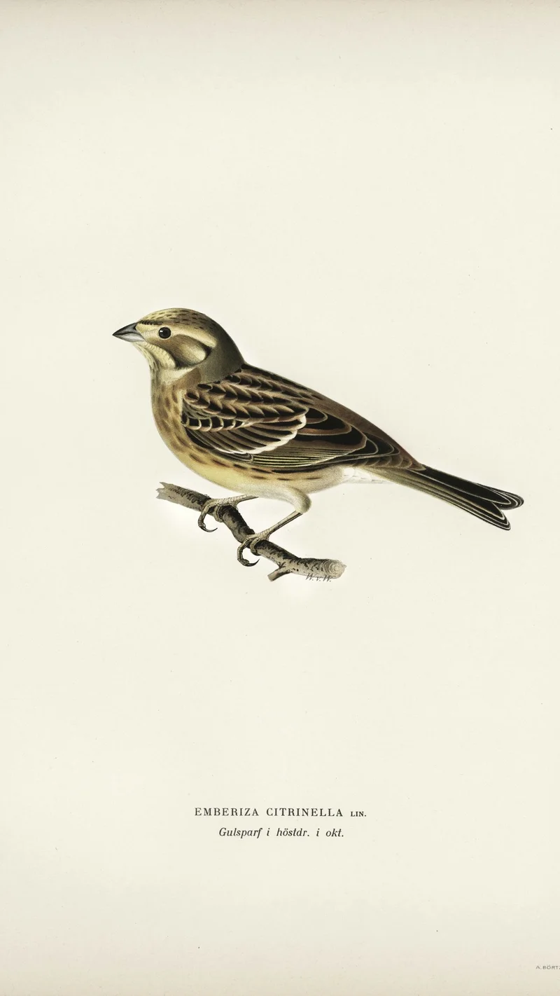 Wihelm Wright — Yellowhammer (Emberiza Citrinella)