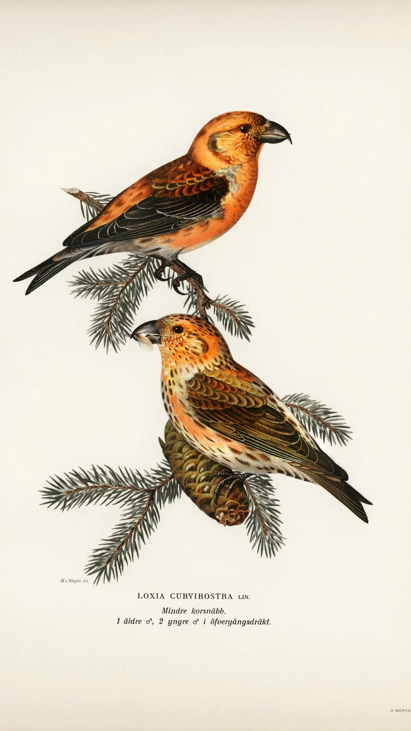Wihelm Wright — Common Crossbills (Loxia curvirostra)