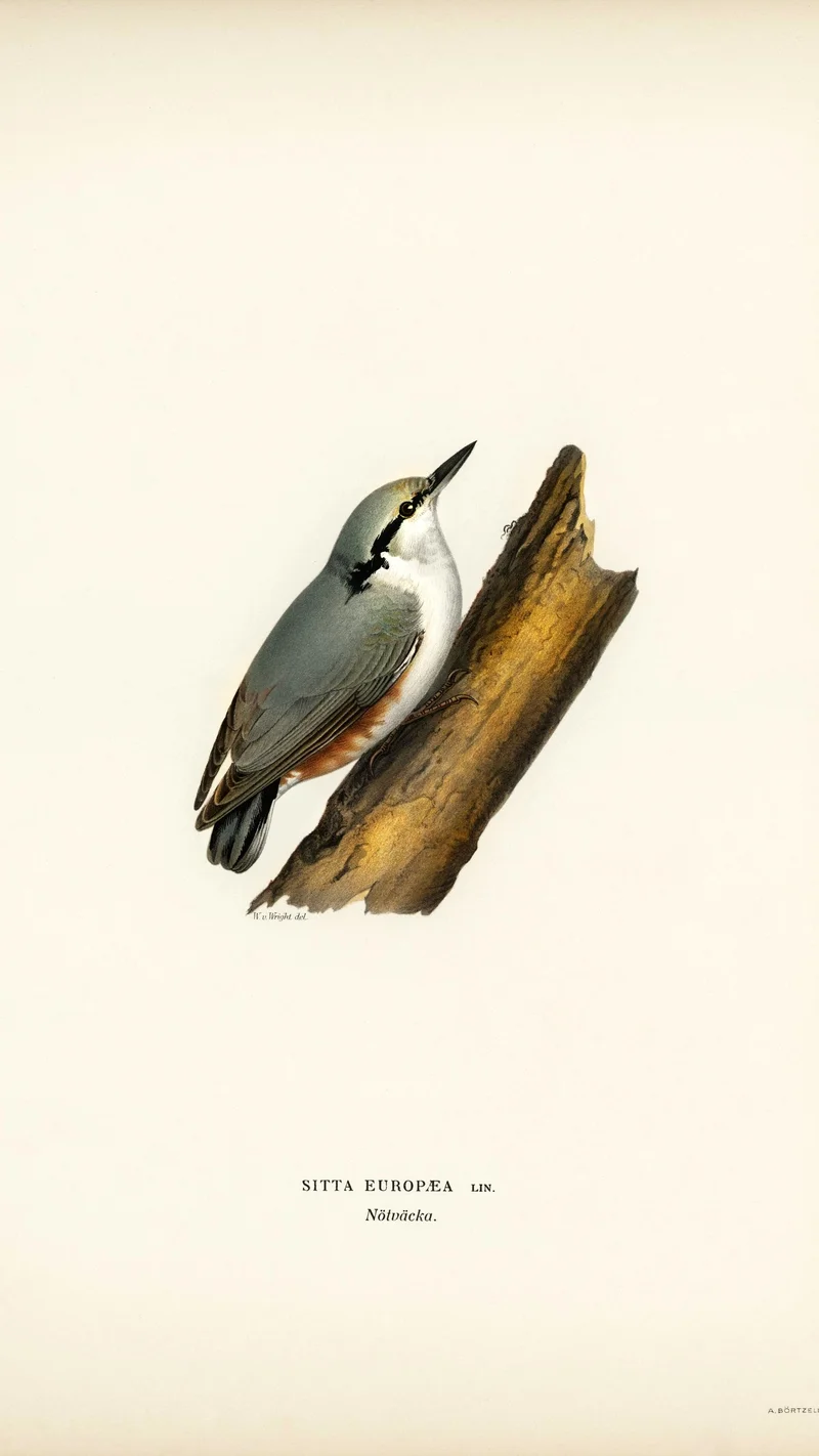 Wihelm Wright — Eurasian Nuthatch (Sitta europaea)