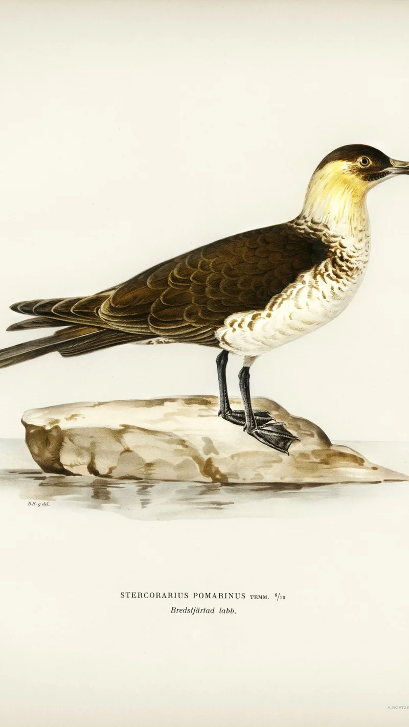 Wihelm Wright — Stercorarius pomarinus (Pomarine Skua)