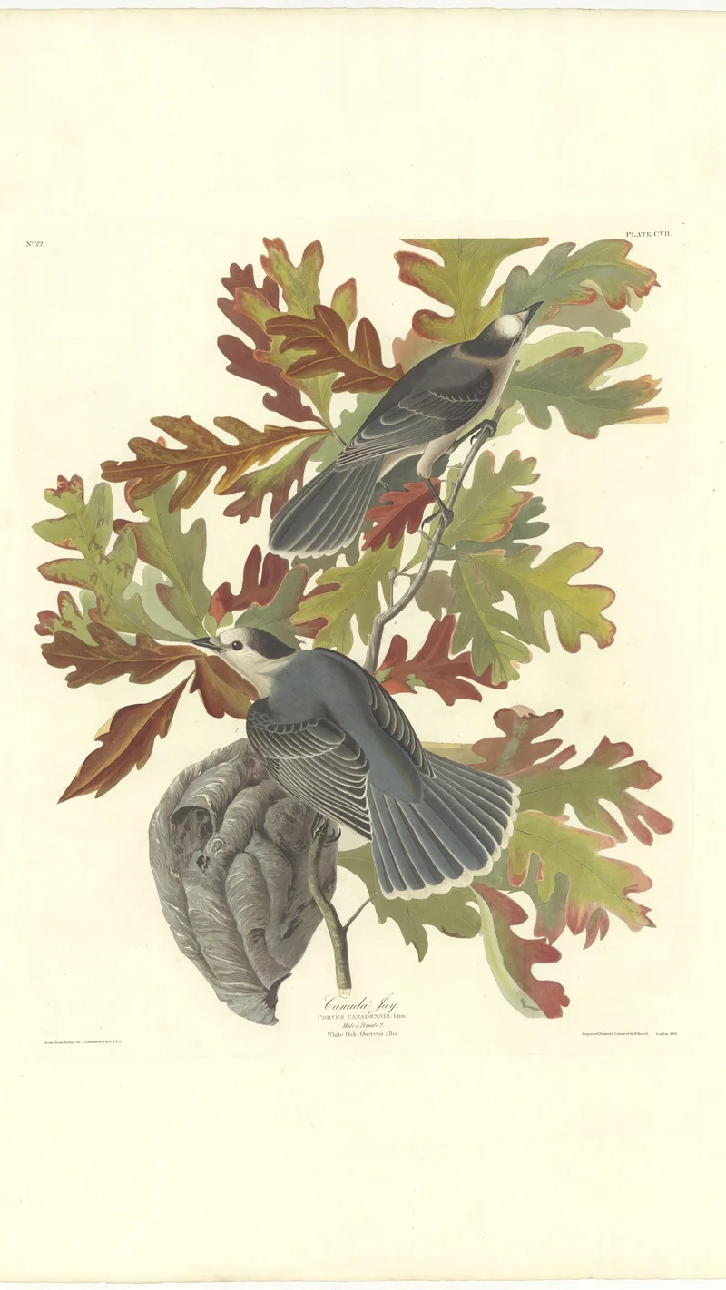 John James Audubon — Canada Jay