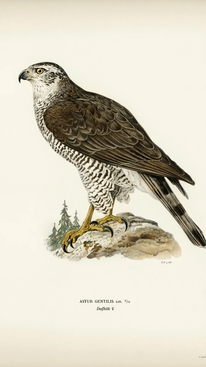 Wihelm Wright — Goshawk (Astur Gentilis)