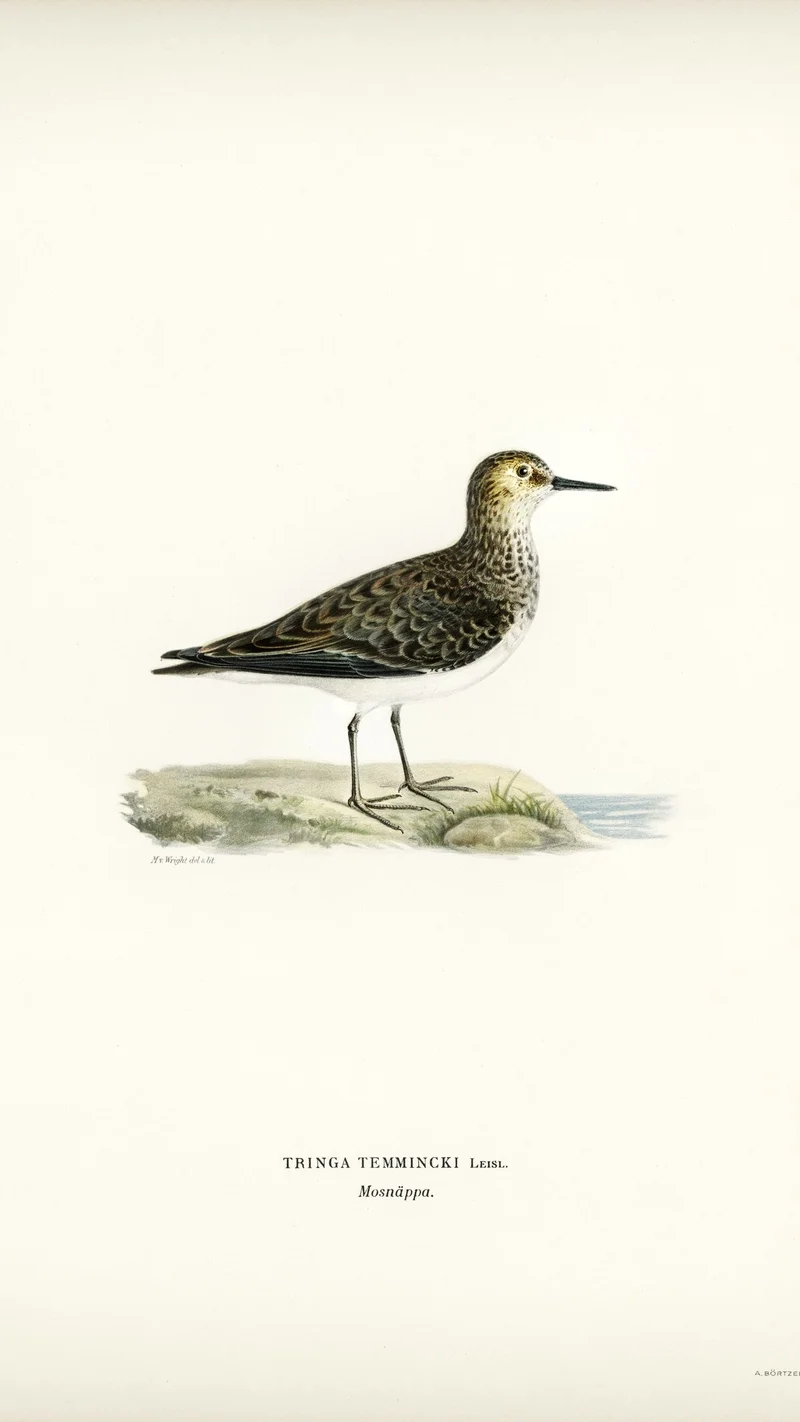 Wihelm Wright — Temminck's Stint (Tringa Temminckii)