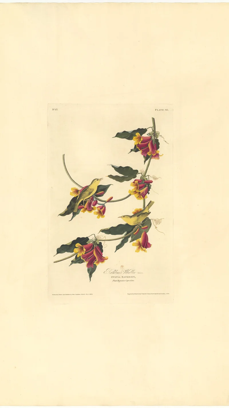 John James Audubon — Rathbone's Warbler