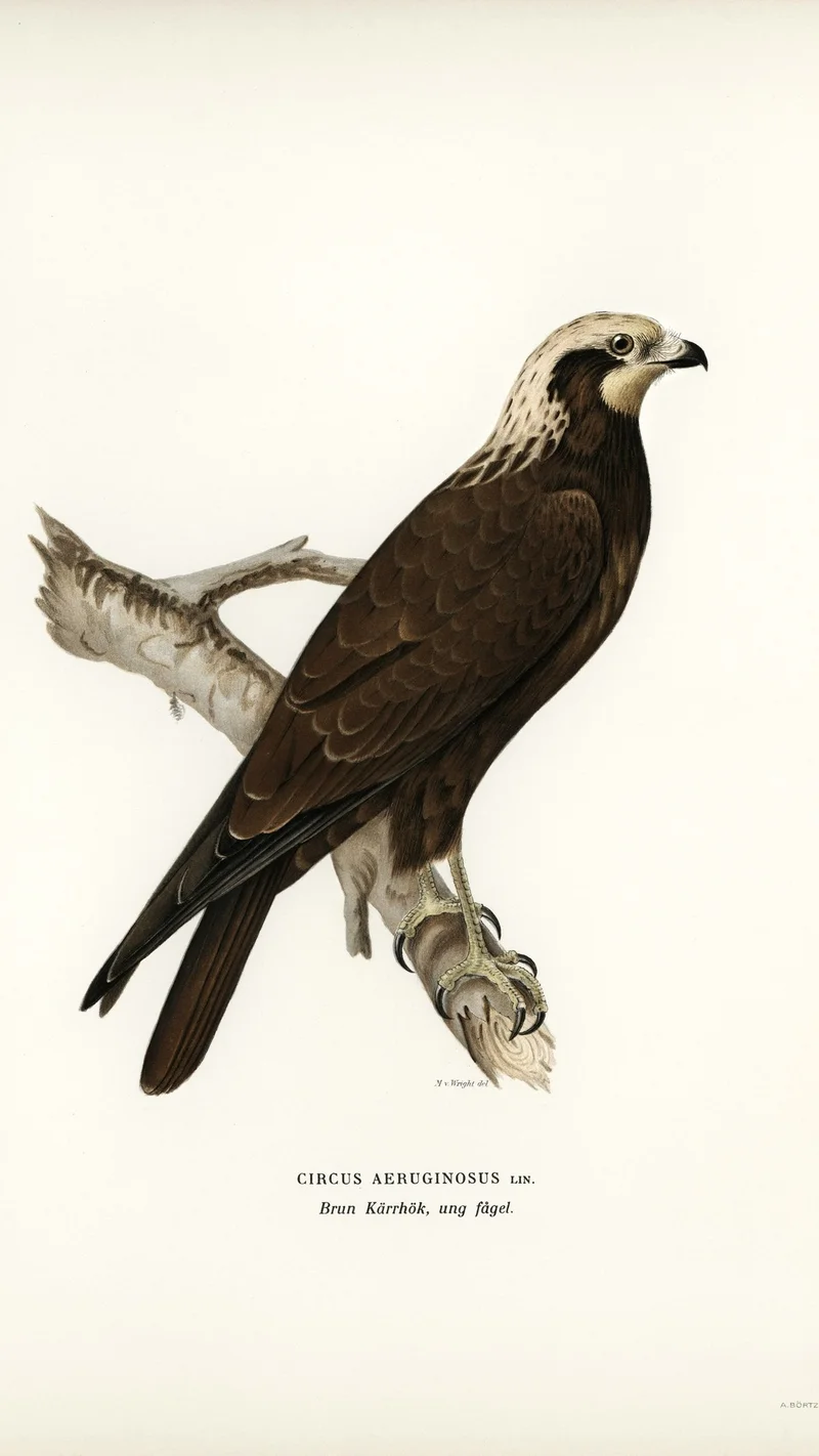 Wihelm Wright — Western Marsh Harrier (Circus Aeruginosus, Young Bird)