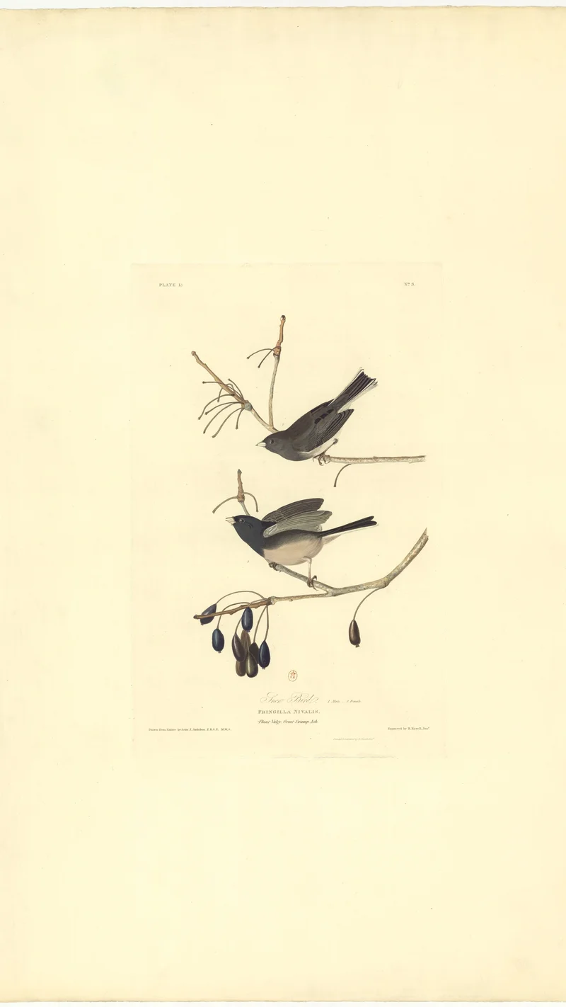 John James Audubon — Snow Bird (Fringilla Nivalis)