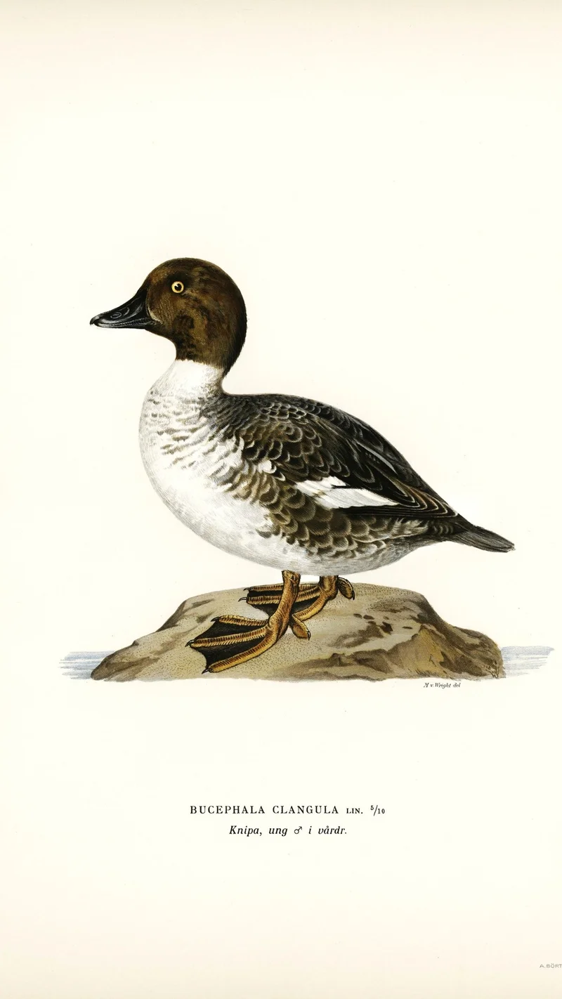 Wihelm Wright — Common Goldeneye (Bucephala clangula) Illustration