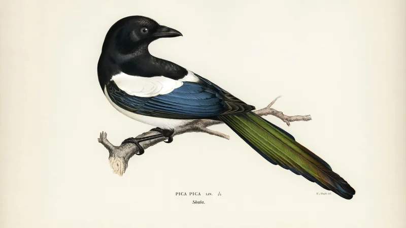 Wihelm Wright — Pica pica (Eurasian Magpie)