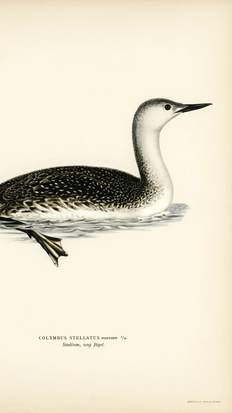 Wihelm Wright — Red-throated Loon (Young Bird)