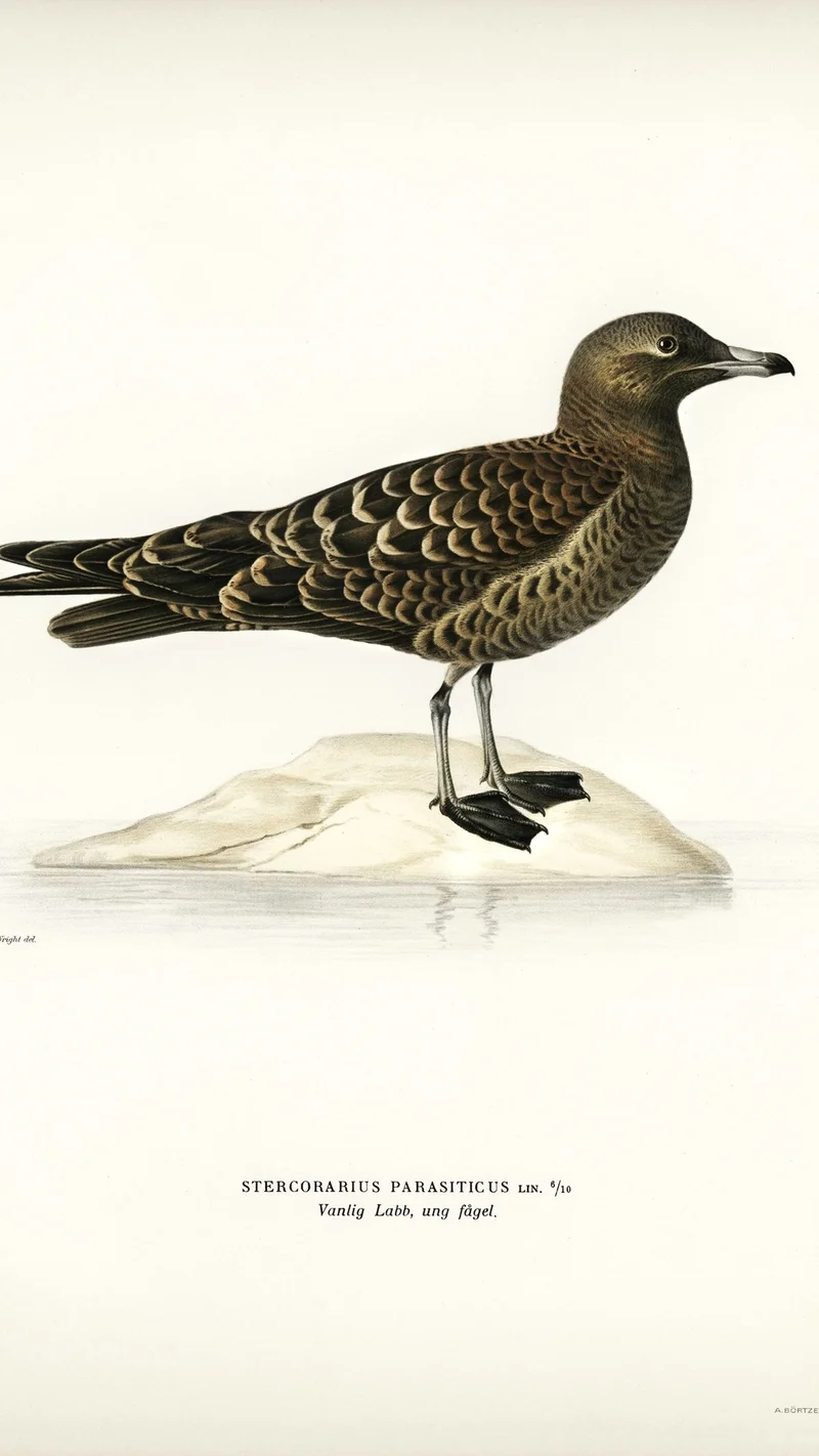 Wihelm Wright — Parasitic Jaeger (Stercorarius parasiticus)