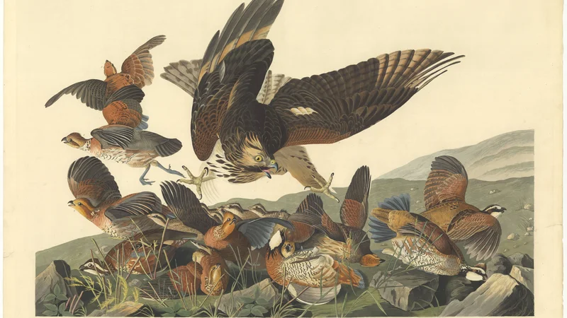 John James Audubon — American Sparrow Hawk and Quail