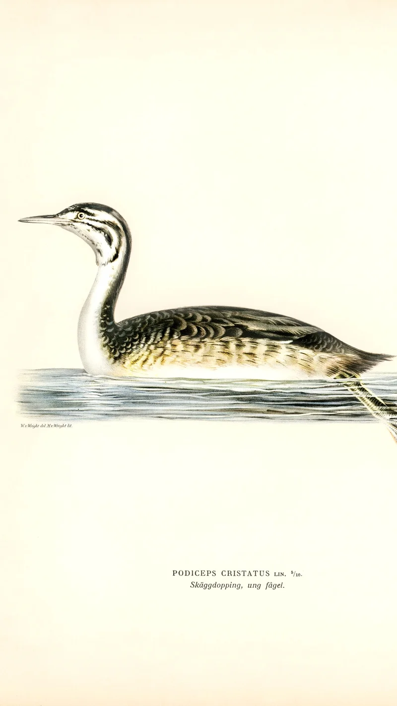 Wihelm Wright — Great Crested Grebe, Young Bird