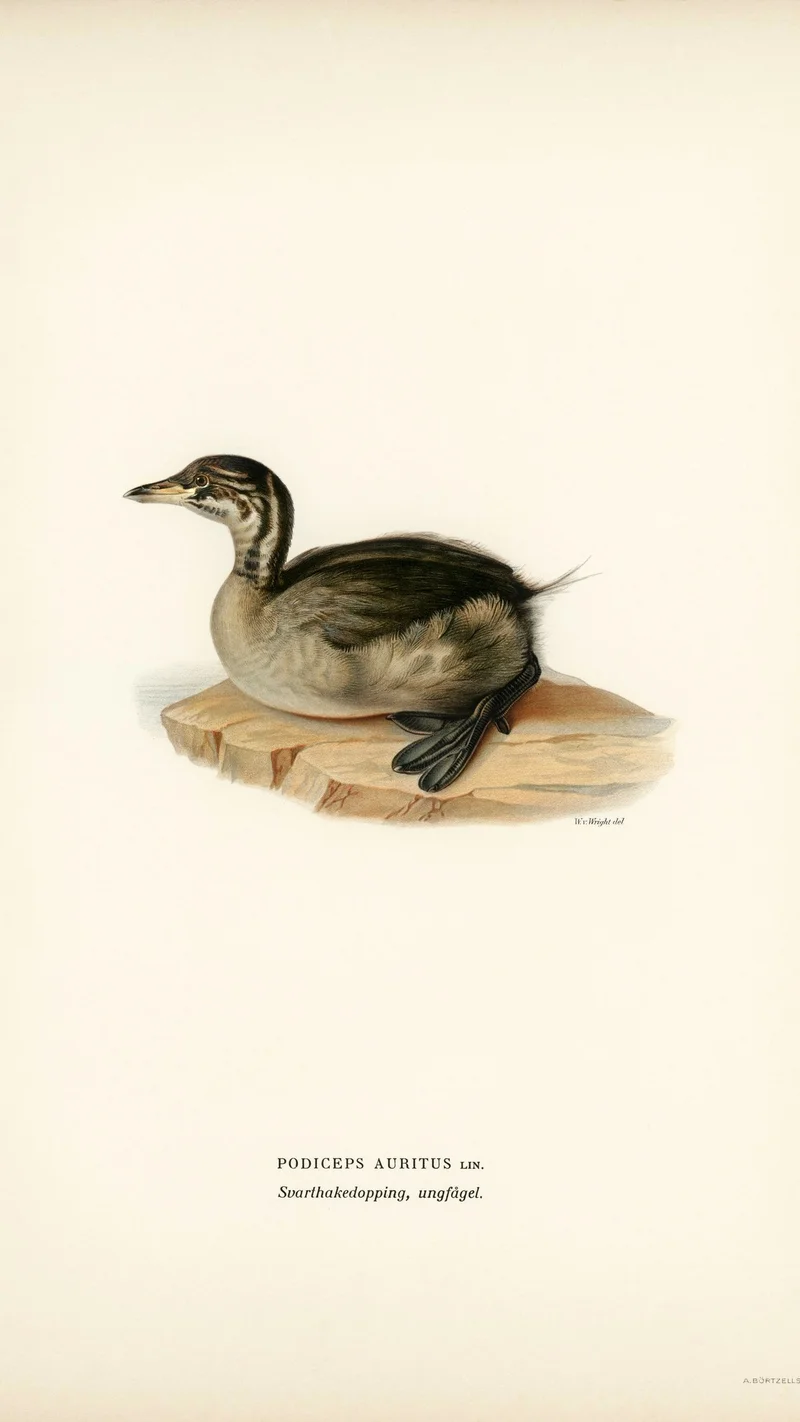 Wihelm Wright — Young Horned Grebe (Podiceps auritus)