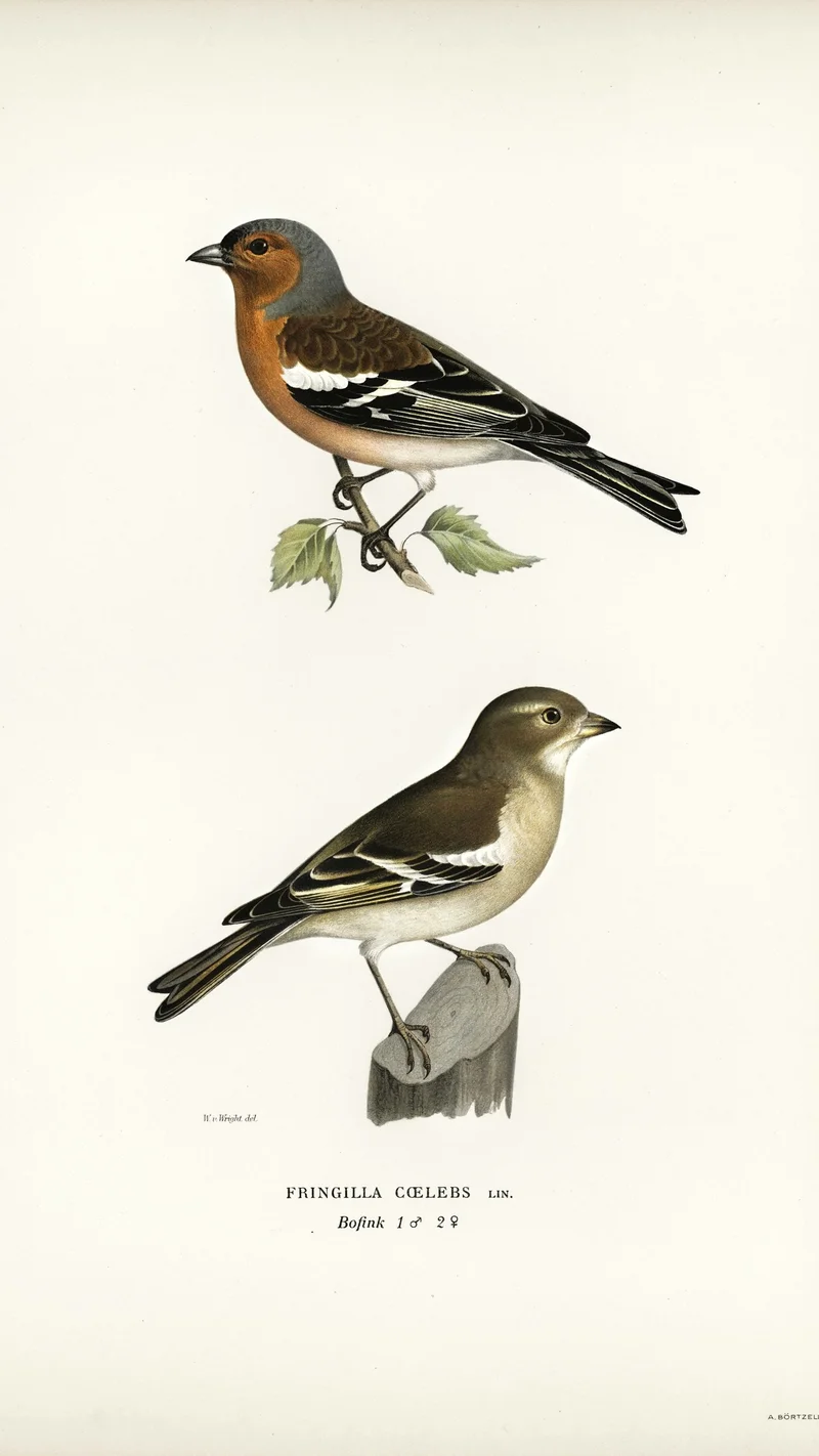 Wihelm Wright — Chaffinch (Fringilla coelebs), Male and Female