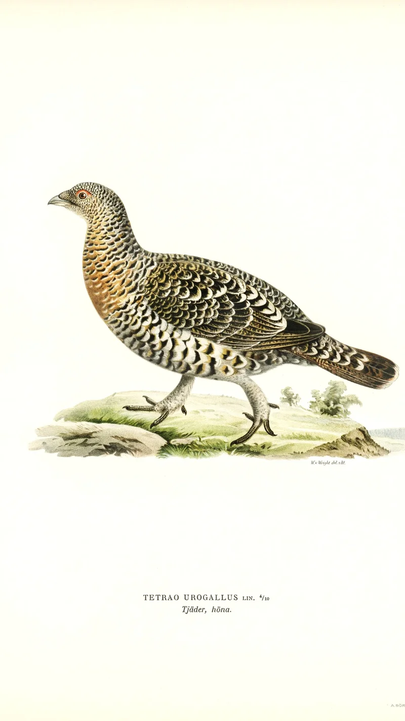 Wihelm Wright — Tetrao Urogallus (Capercaillie Hen)