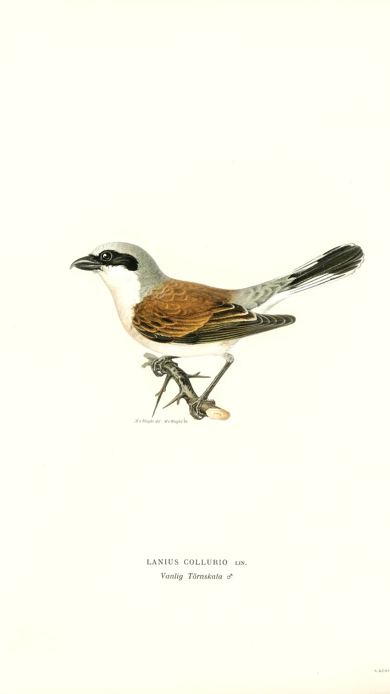 Wihelm Wright — Red-backed Shrike (Lanius collurio), Male