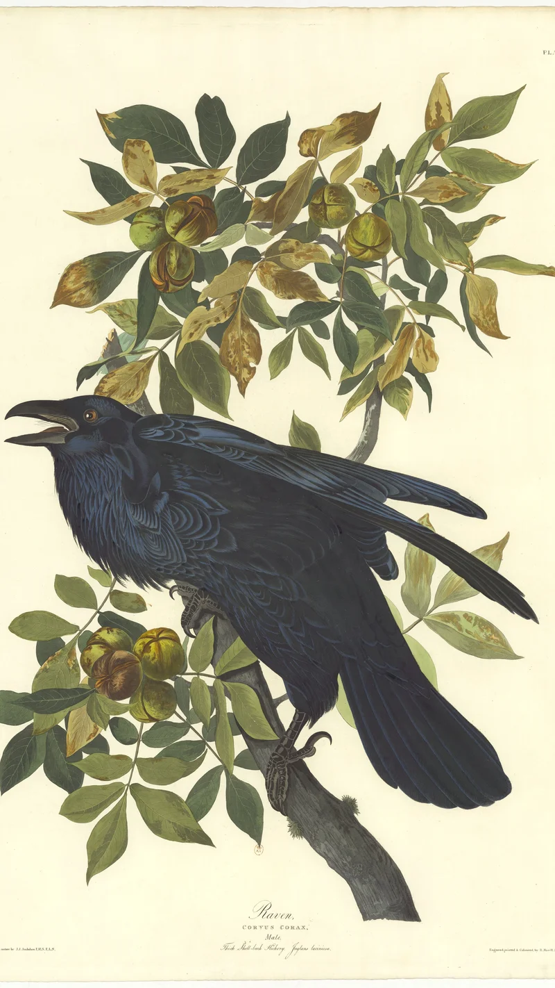 John James Audubon — Raven, Corvus Corax, Male, Thick Shell-bark Hickory
