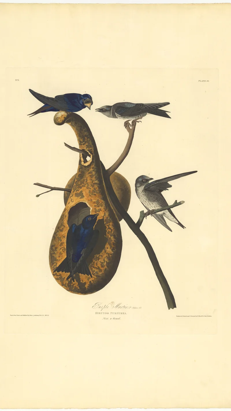 John James Audubon — Purple Martins (Hirundo purpurea)