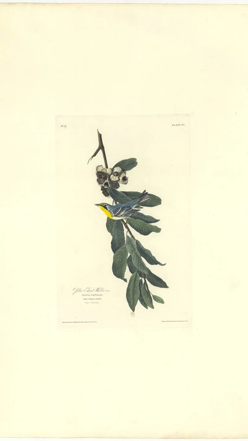 John James Audubon — Yellow-throated Warbler (Sylvia pensilis)
