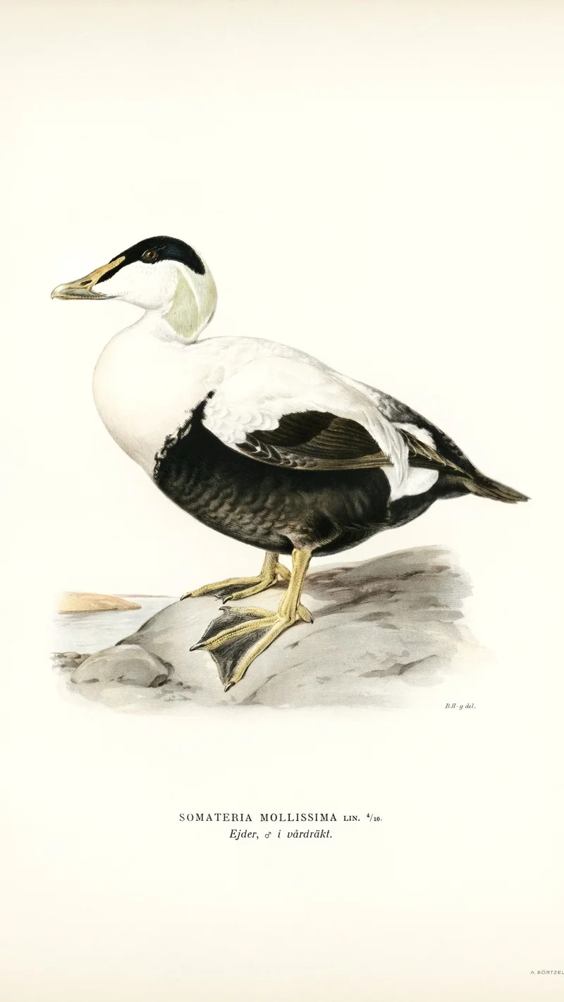 Wihelm Wright — Common Eider (Somateria mollissima)