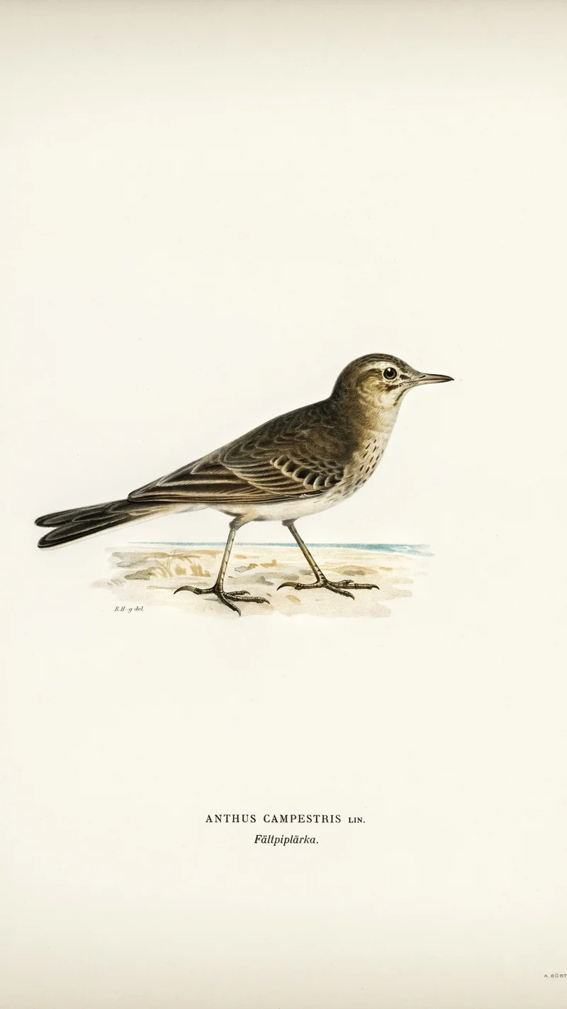 Wihelm Wright — Tawny Pipit (Anthus campestris)