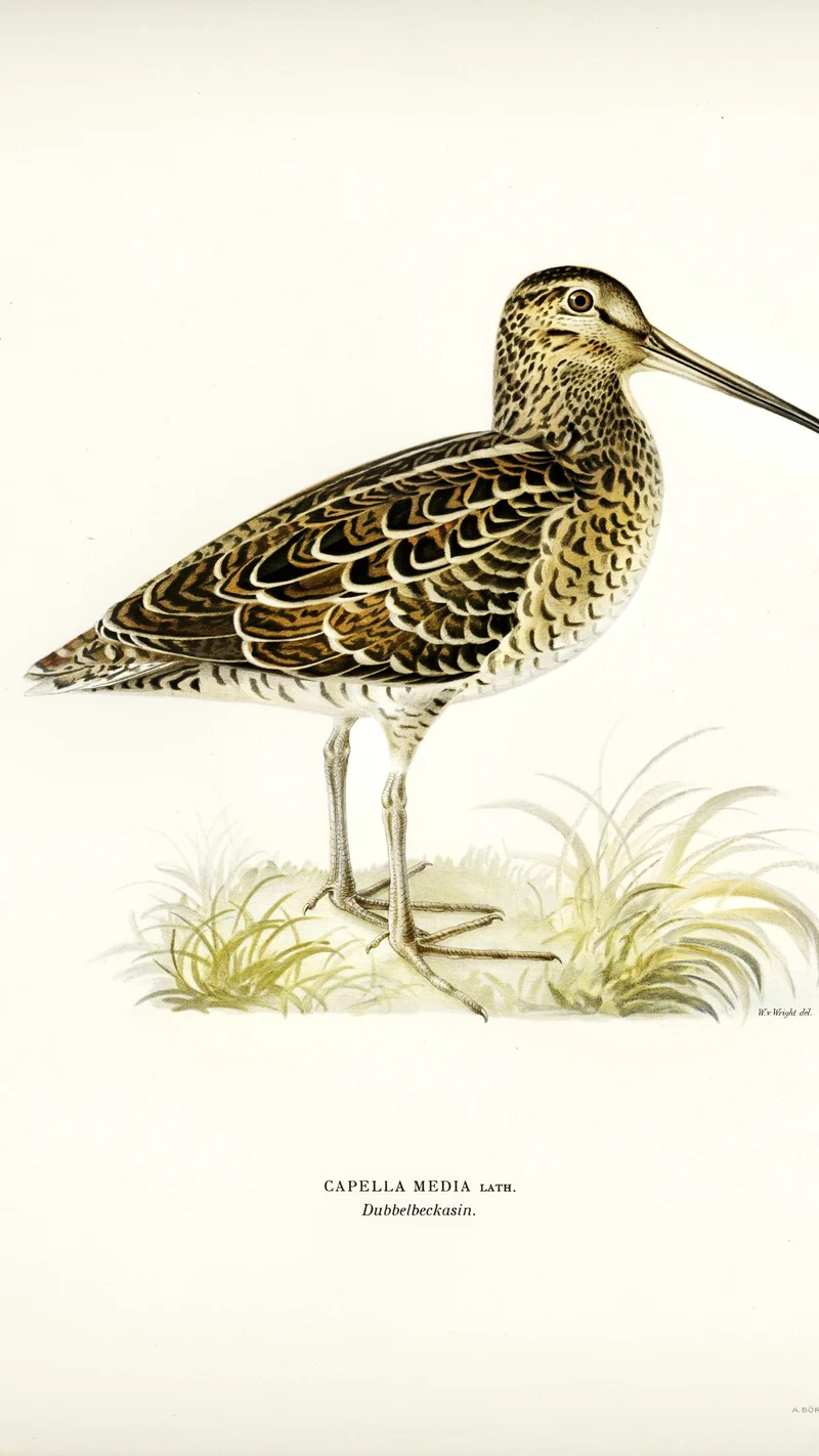 Wihelm Wright — Great Snipe (Capella media)