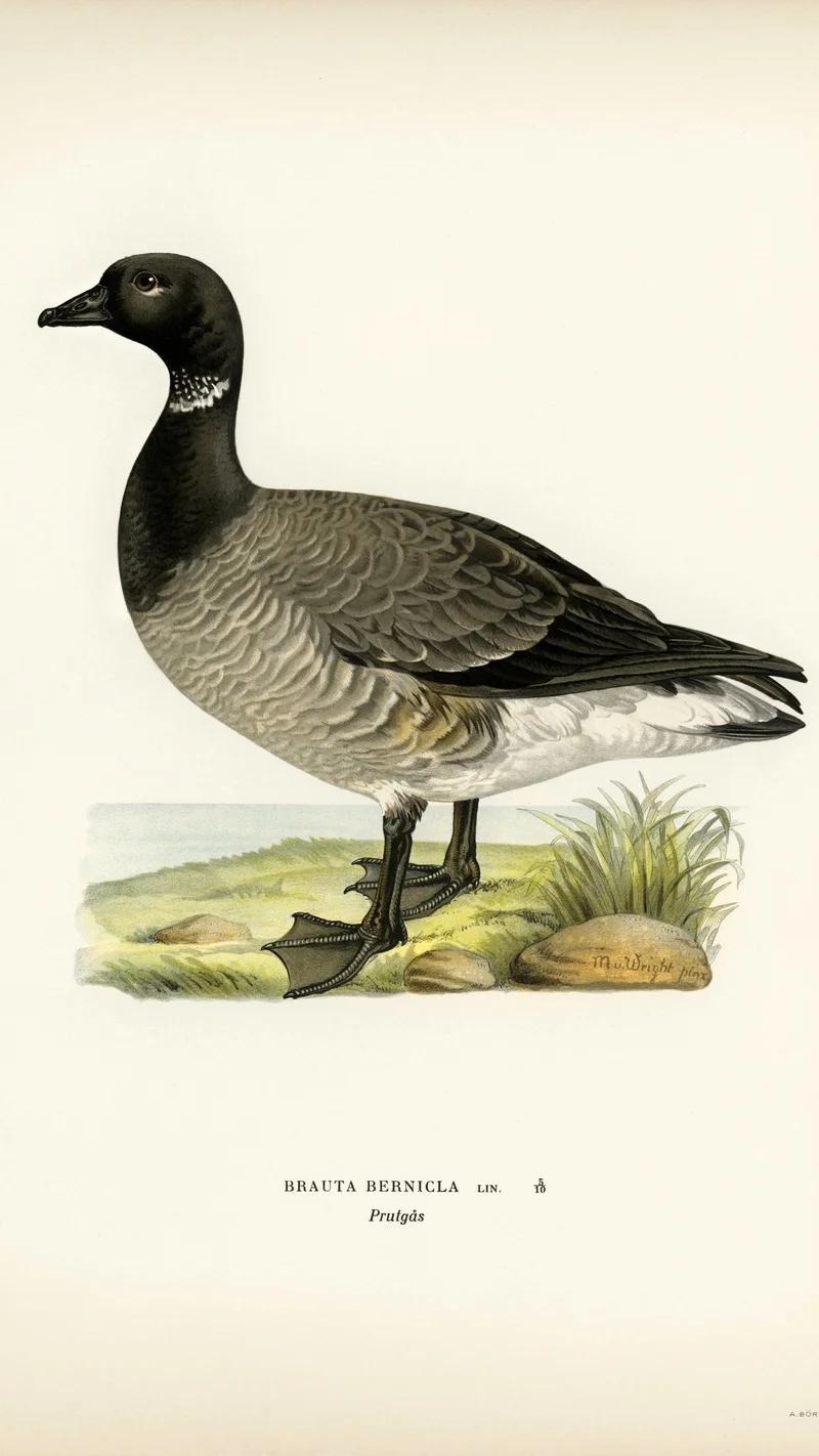 Wihelm Wright — Brant Goose (Branta bernicla)
