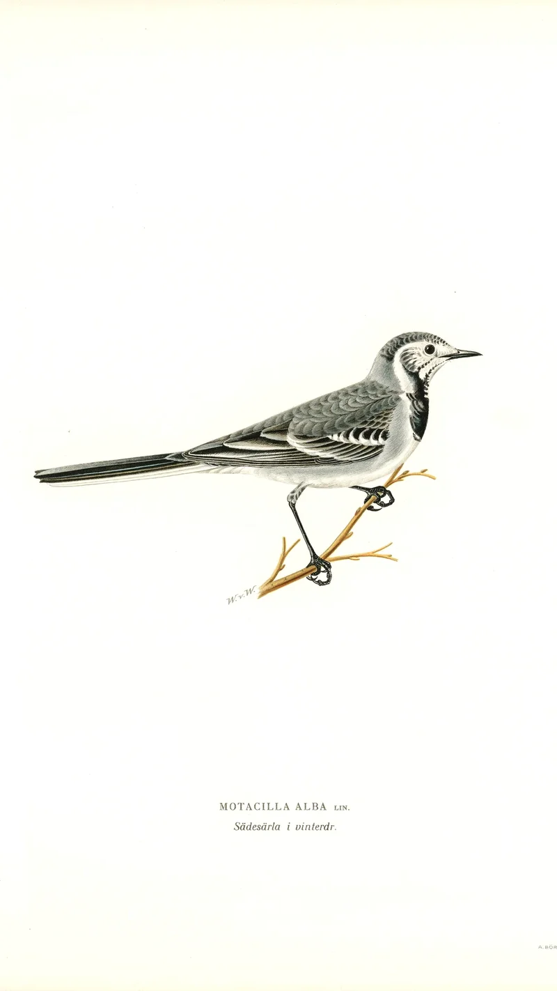 Wihelm Wright — White Wagtail (Motacilla Alba) in Winter Plumage