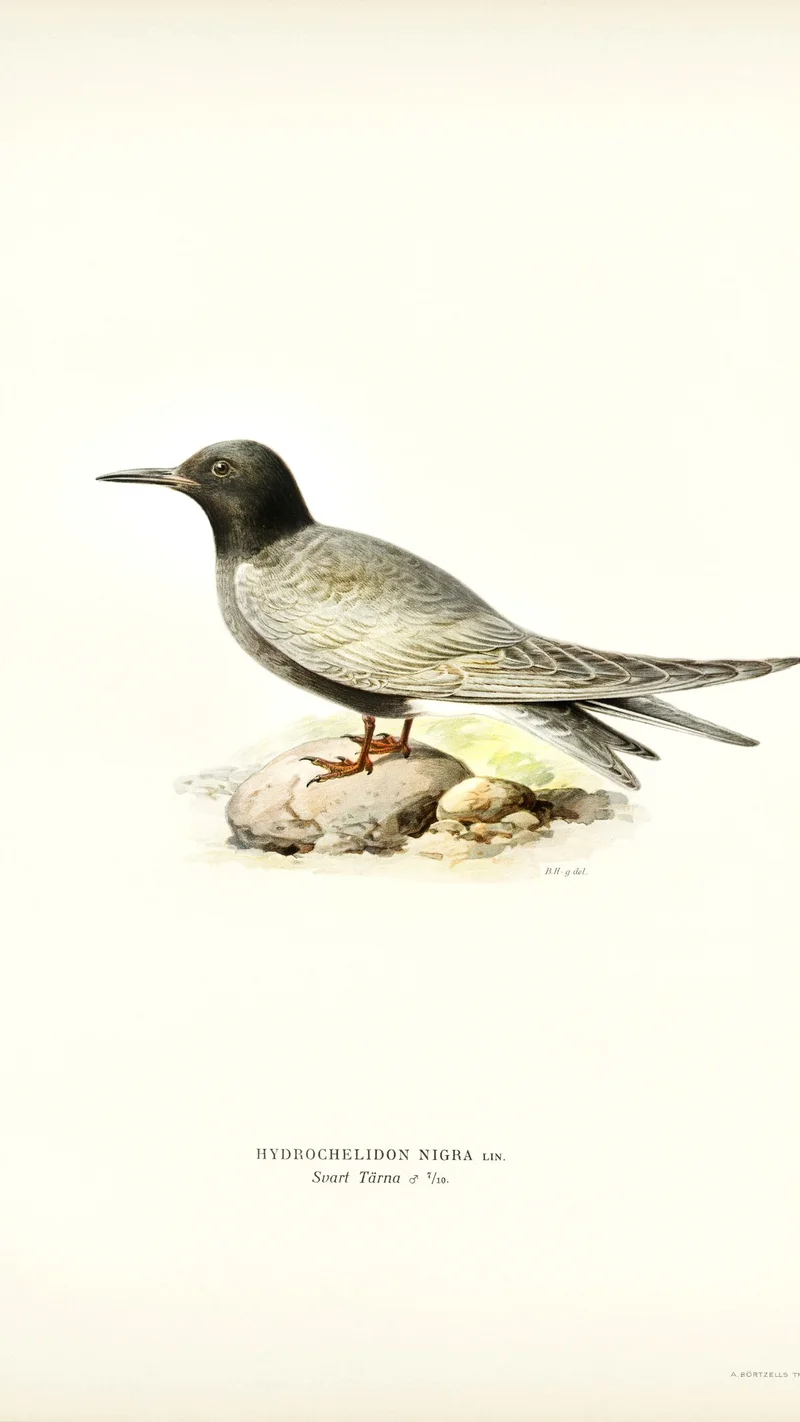Wihelm Wright — Black Tern (Hydrochelidon Nigra Lin.)