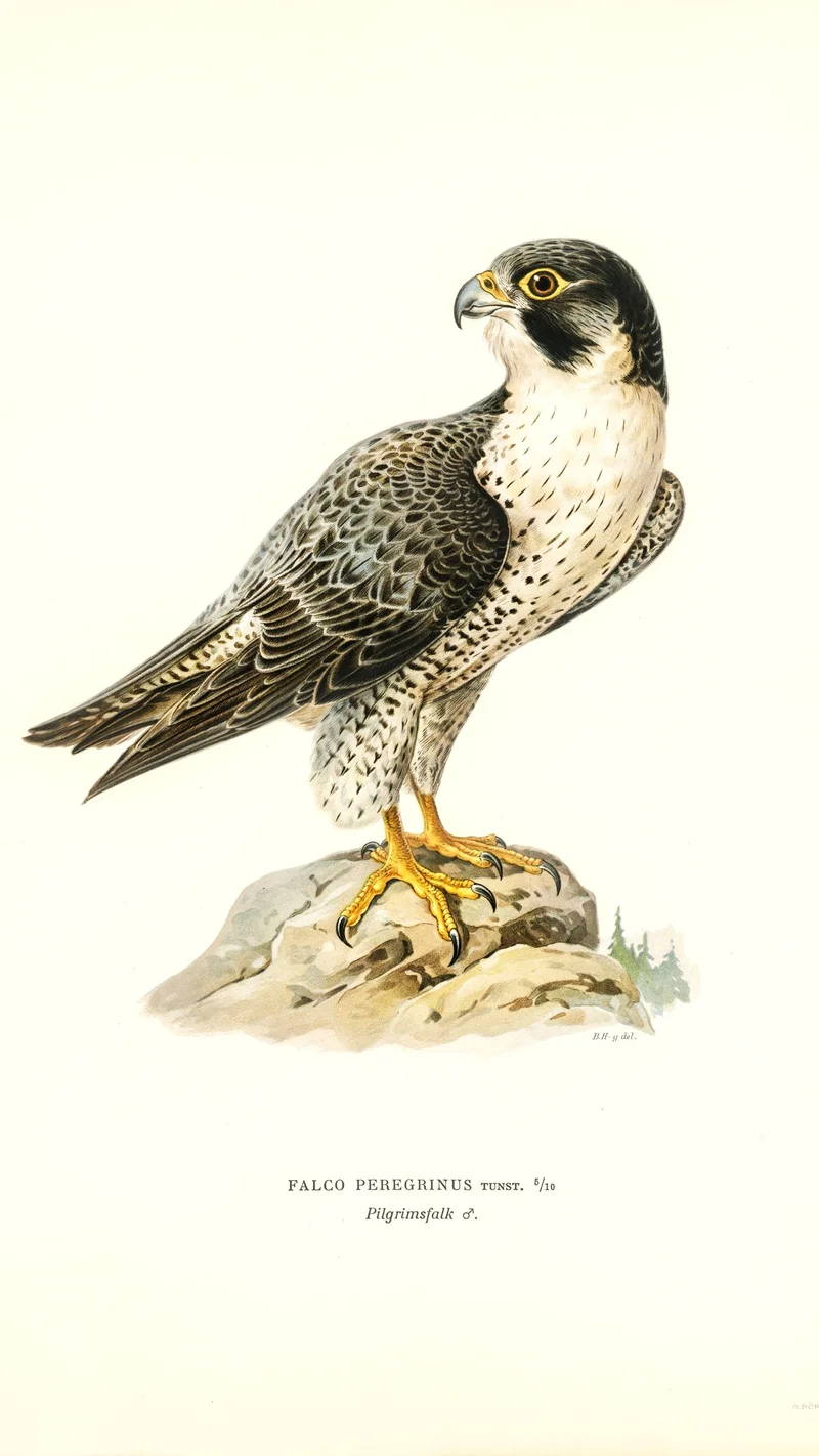 Wihelm Wright — Falco Peregrinus (Peregrine Falcon)
