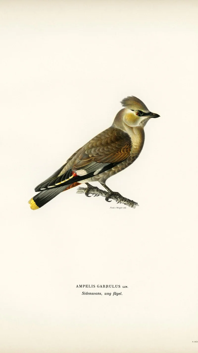 Wihelm Wright — Bohemian Waxwing (Ampelis Garrulus)