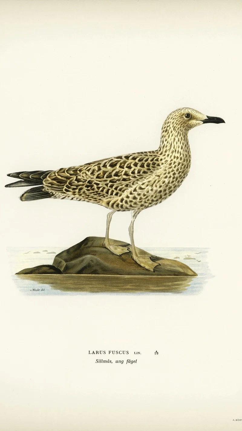 Wihelm Wright — Larus fuscus (Lesser Black-backed Gull, young bird)