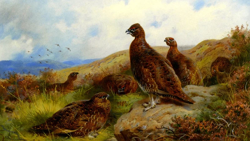 Red Grouse Packing