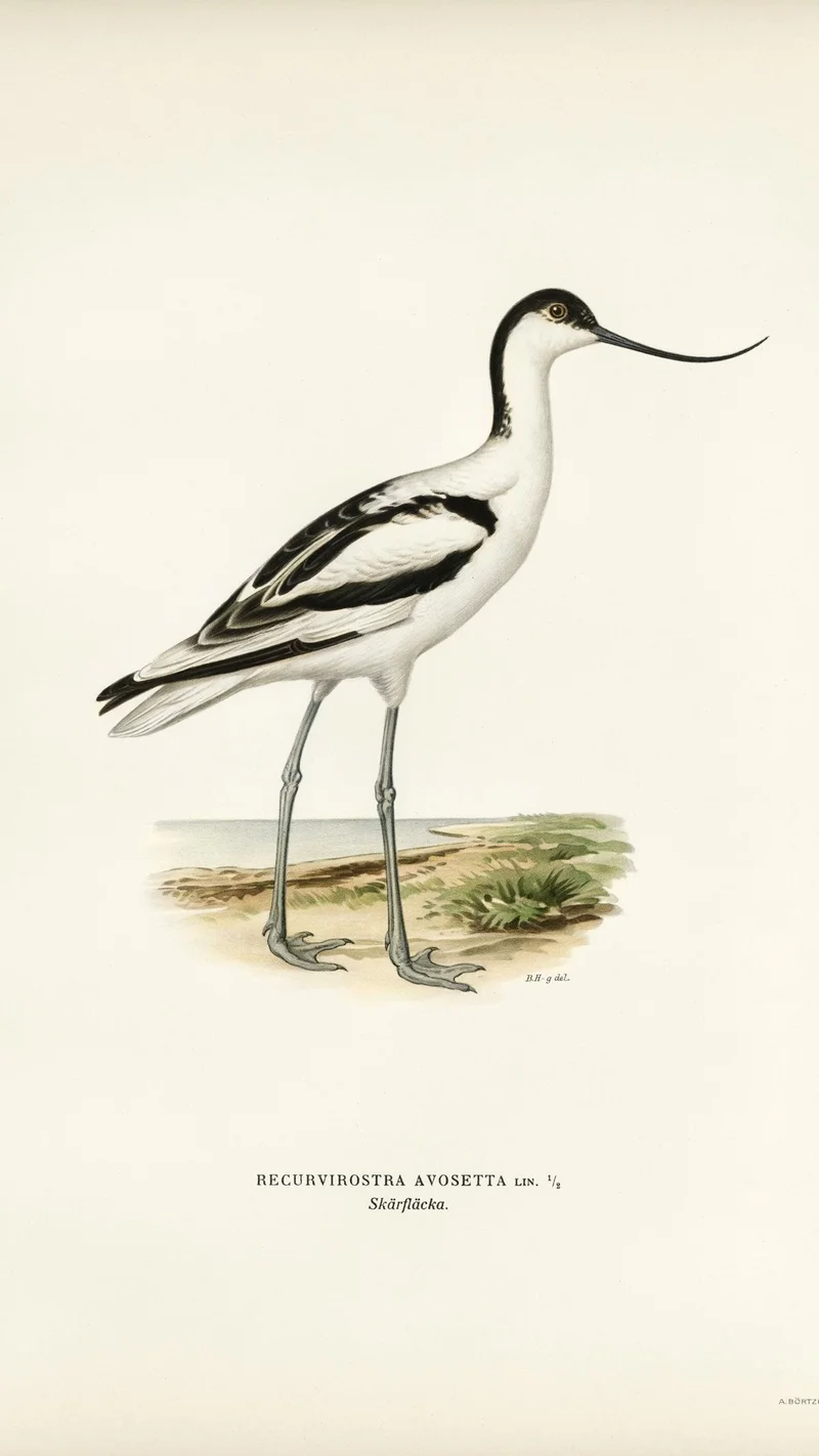 Wihelm Wright — Pied Avocet