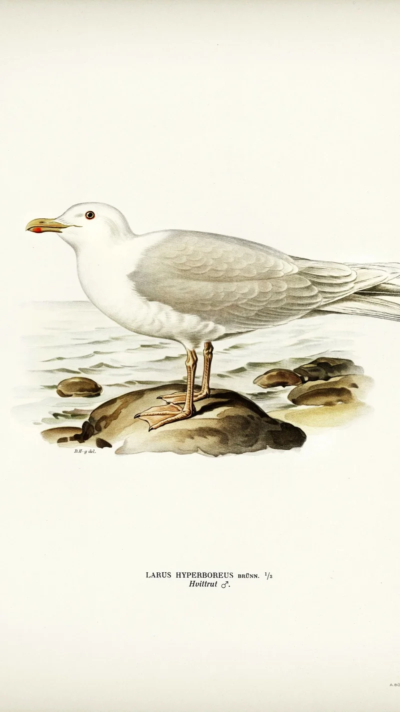 Wihelm Wright — Glaucous Gull (Larus hyperboreus)