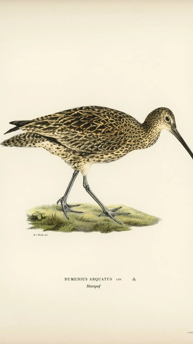 Wihelm Wright — Numenius Arquatus (Eurasian Curlew)