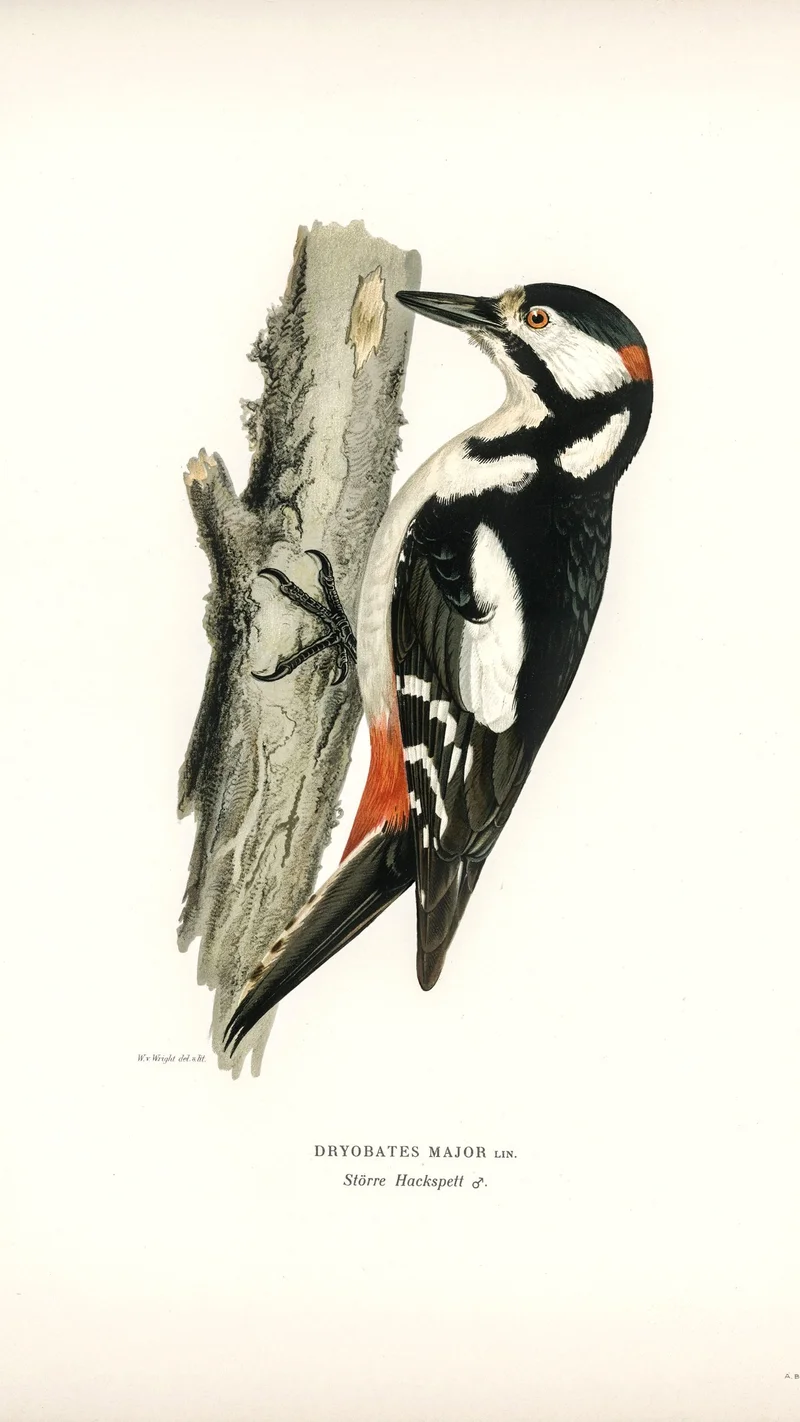 Wihelm Wright — Great Spotted Woodpecker (Dryobates major)