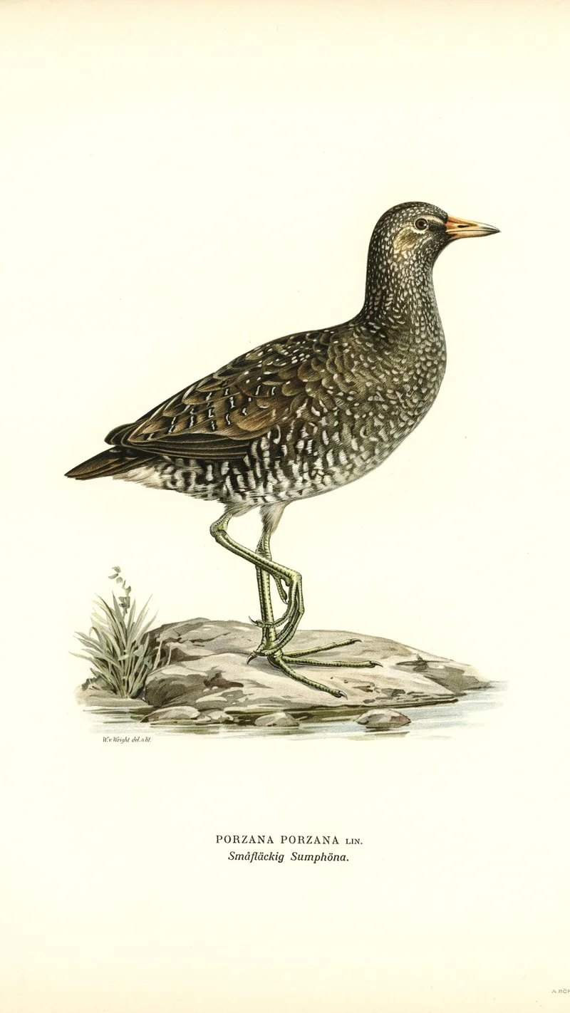 Wihelm Wright — Spotted Crake (Porzana Porzana)