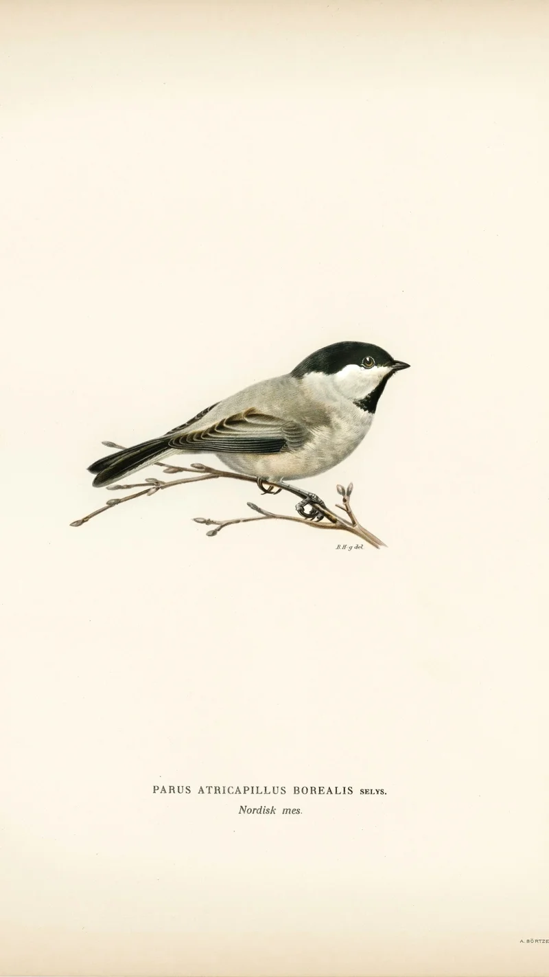 Wihelm Wright — Willow Tit (Parus atricapillus borealis)