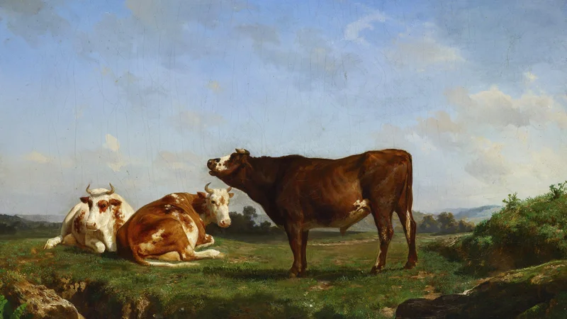 Trois vaches au paturage