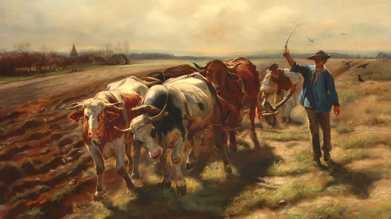 Oxen plowing
