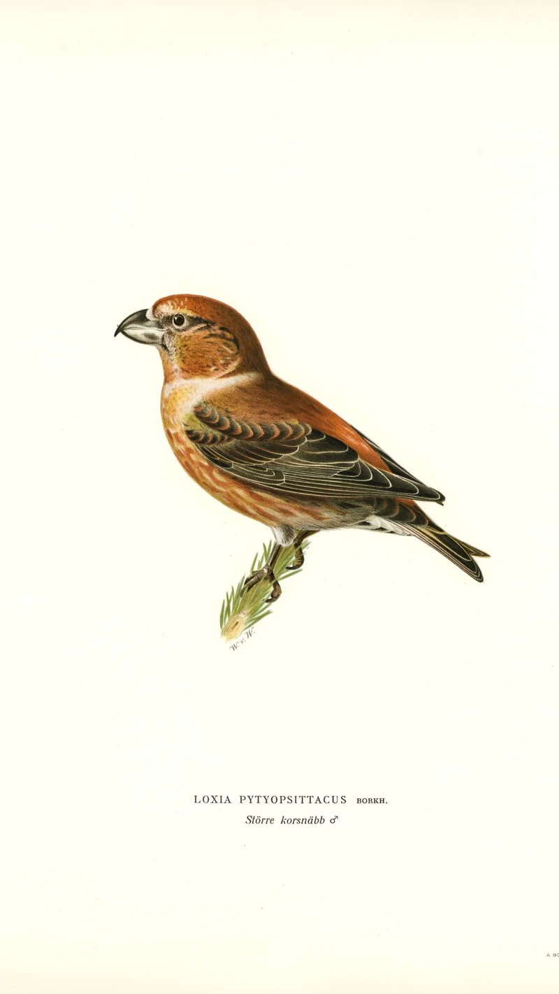 Wihelm Wright — Parrot Crossbill (Loxia Pityopsittacus)