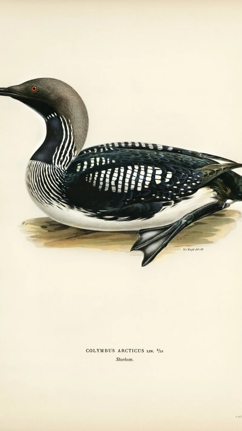 Wihelm Wright — Arctic Loon (Storlom)