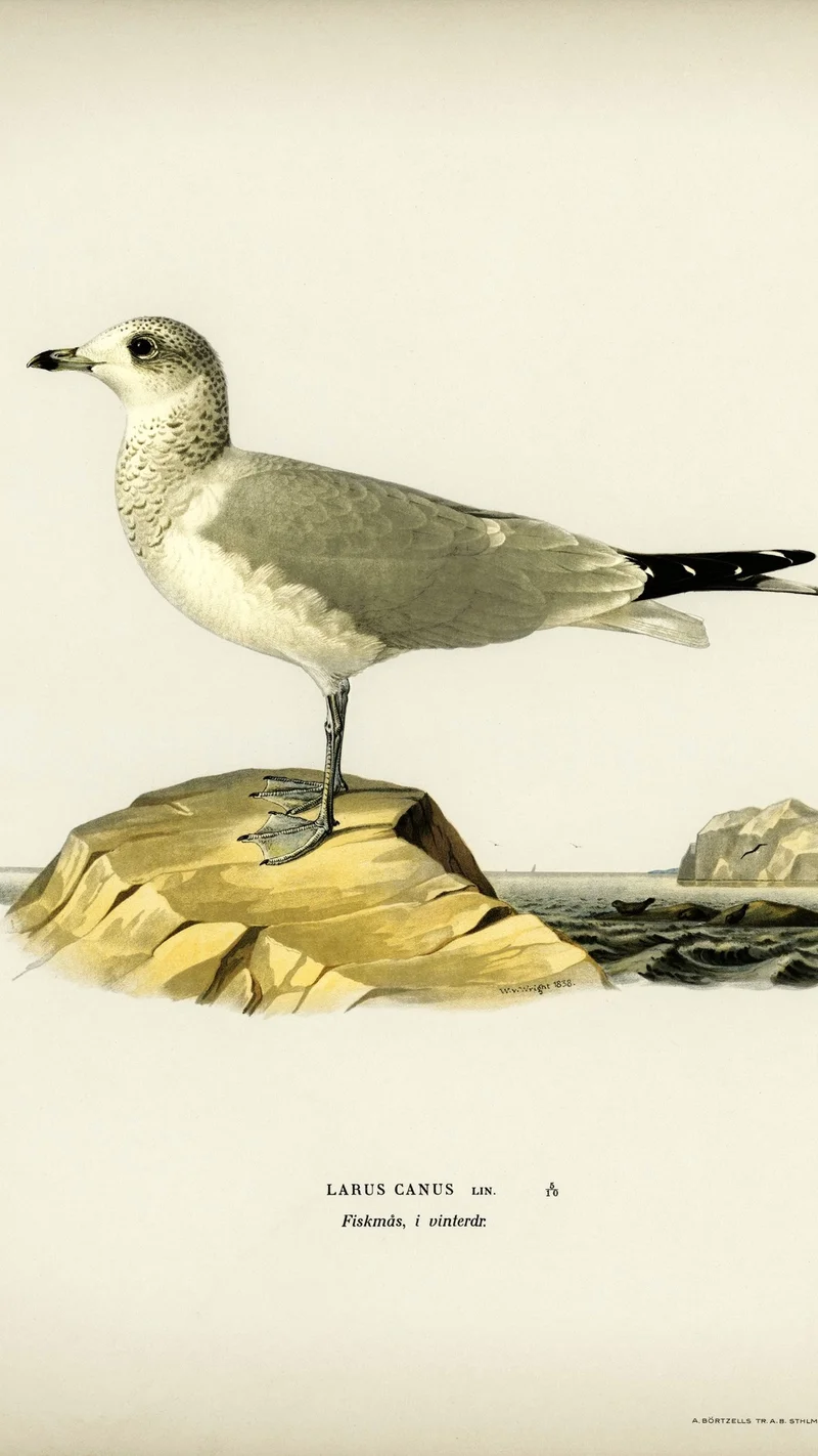 Wihelm Wright — Common Gull (Larus canus)