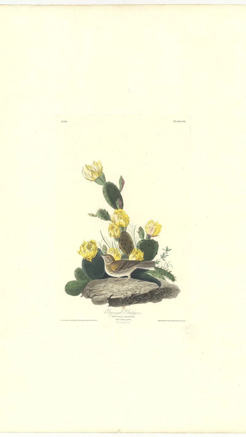 John James Audubon — Bay-winged Bunting